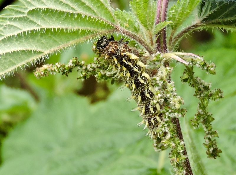 Amiral caterpillar.jpeg