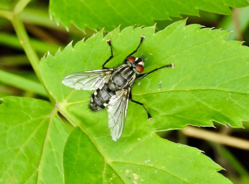 Sarcophaga carnaria.jpeg
