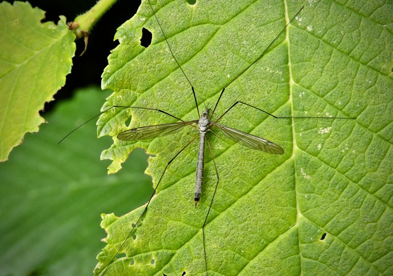 Tipula luna