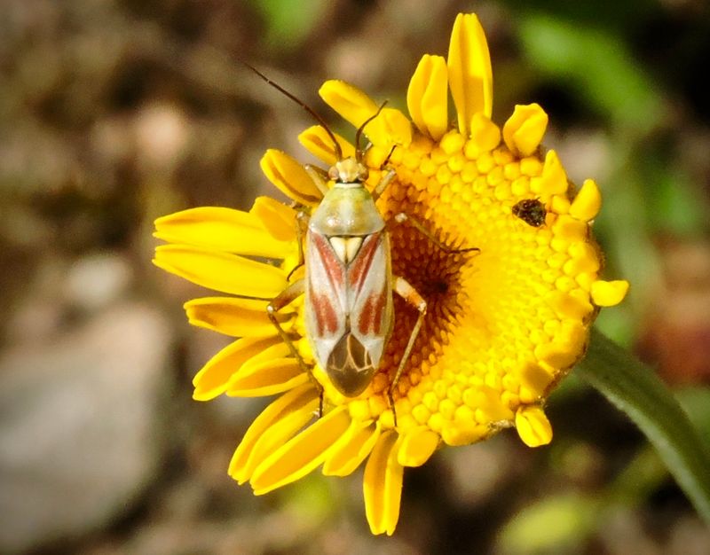 Calocoris roseomaculatus.jpeg