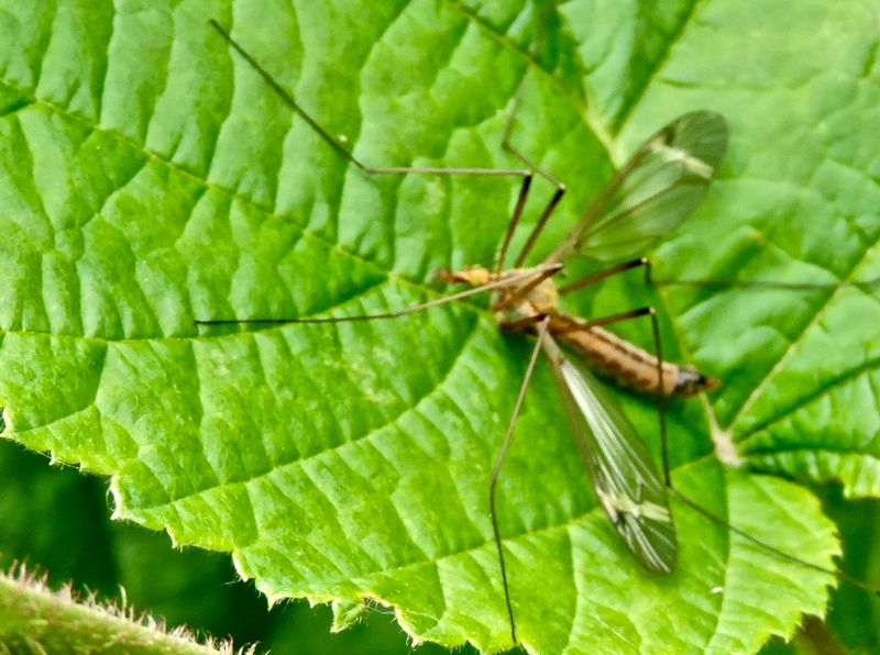 Tipula fascipennes.jpeg