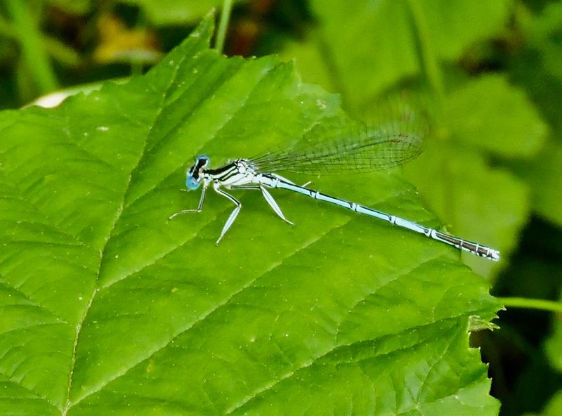 Platycnemis pennipes.jpeg