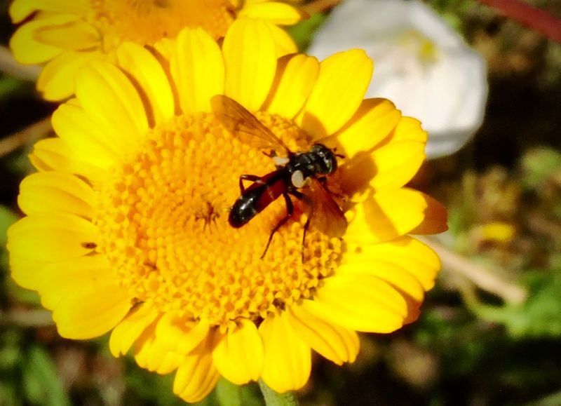Cylindromyia interrupta.jpeg