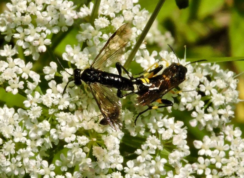 Macrophya montana.jpeg
