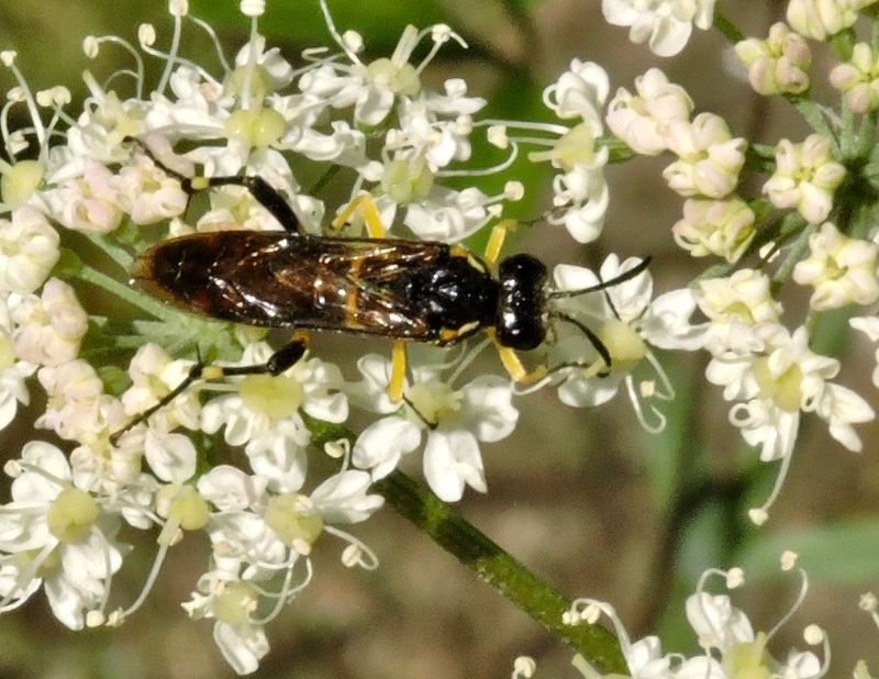 Macrophya montan.jpeg