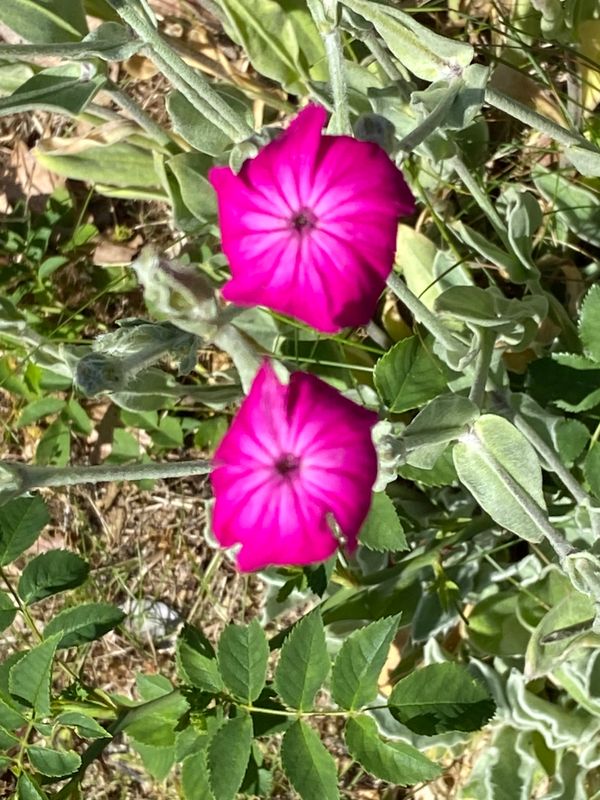 IMG_0683.jpeg