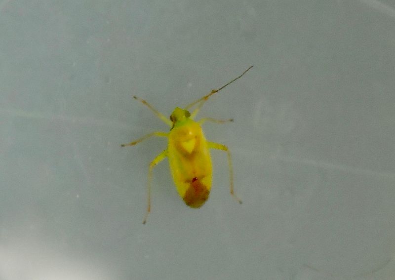 Neolygus contaminatus.jpeg