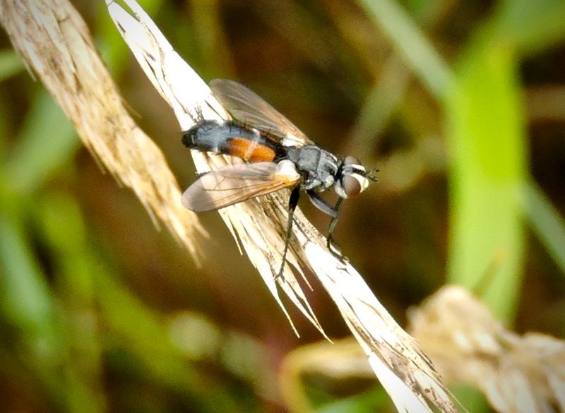 Cylindromyia interrupta.jpeg