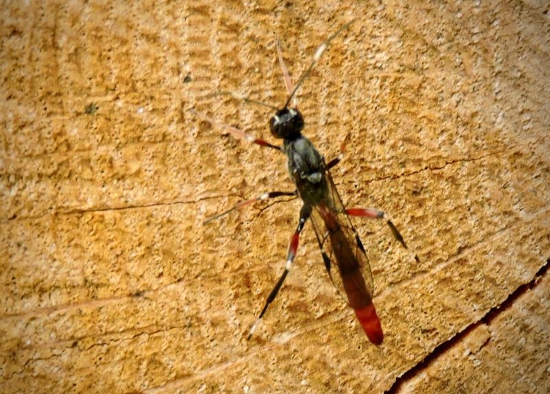 Xorides filiformis.jpeg