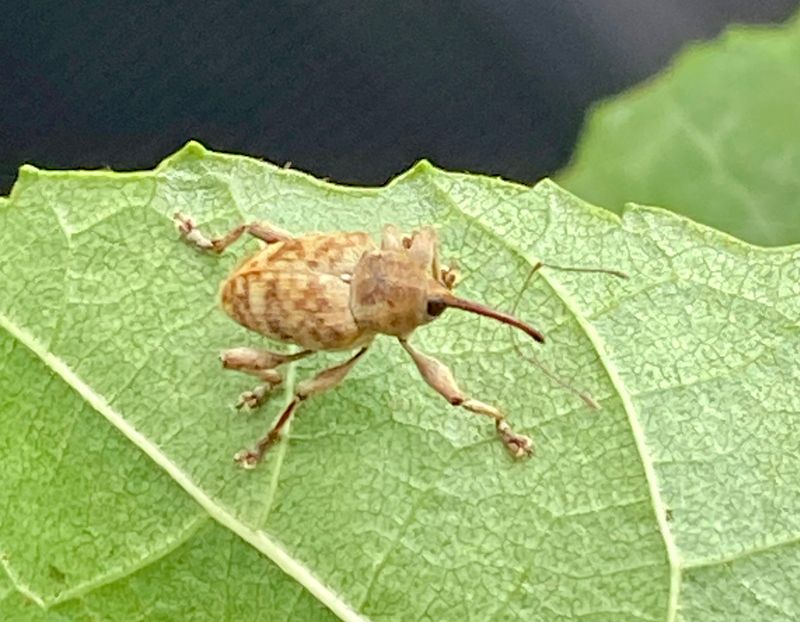 Curculio venosus - Bandad ollonvivel.jpeg