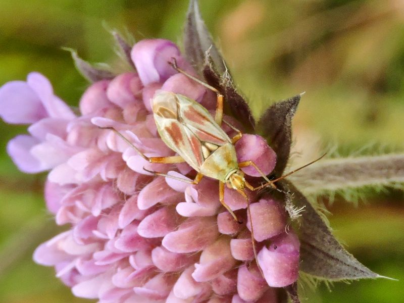 Calocoris Roseomaculatus.jpeg