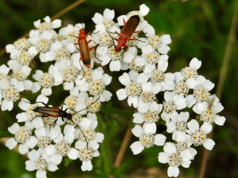 Rhagonycha fulva - Prstbagge.jpeg