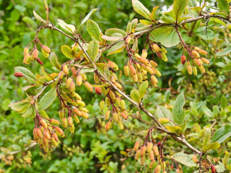 Berberis.jpeg