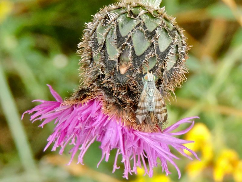 Borrfluga - Terellia tussilaginis