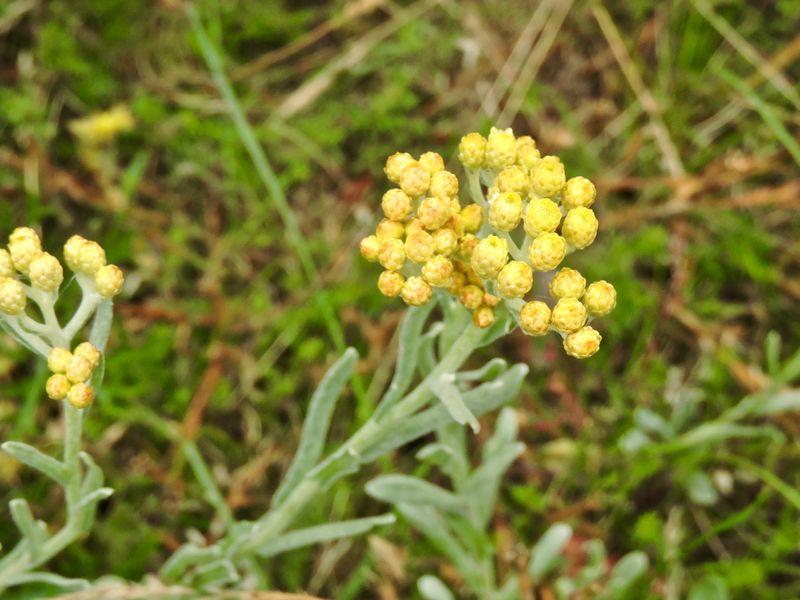 Hedblomster.jpeg