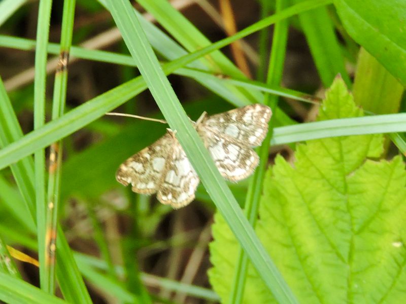 Crambidae