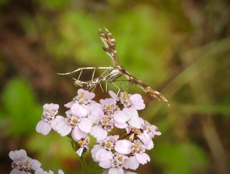 Mott - Pyralidae