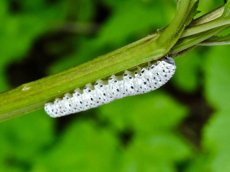 Tenthredo scrophularia.joeg