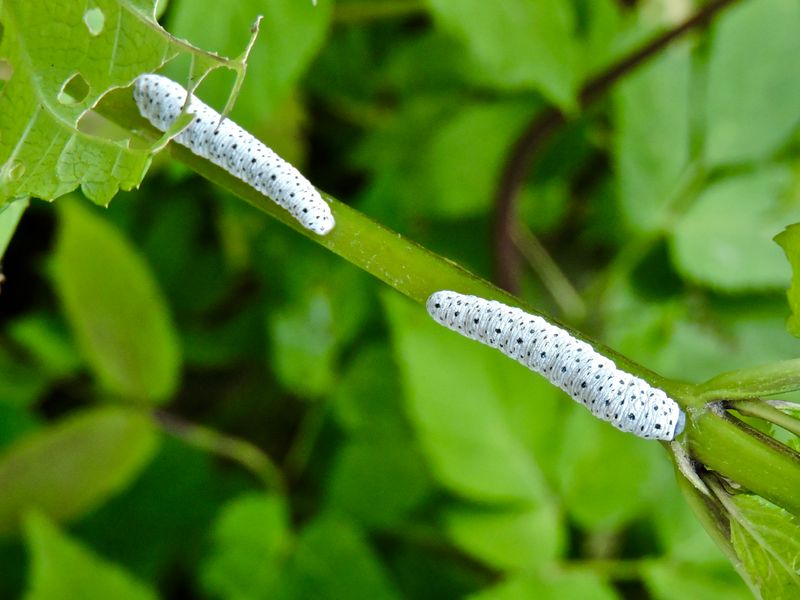 Tenthredo scrophularia.jpeg
