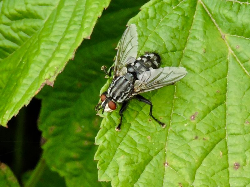 Köttflugor
