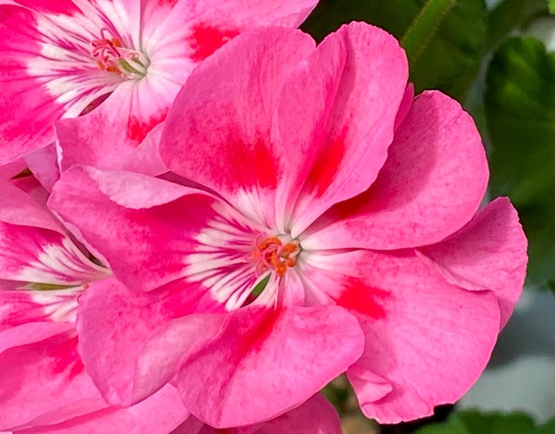 Pelargonjpeg