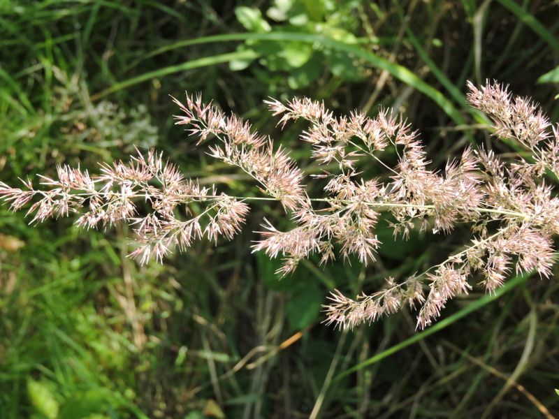 Calamagrostis sp.jpeg