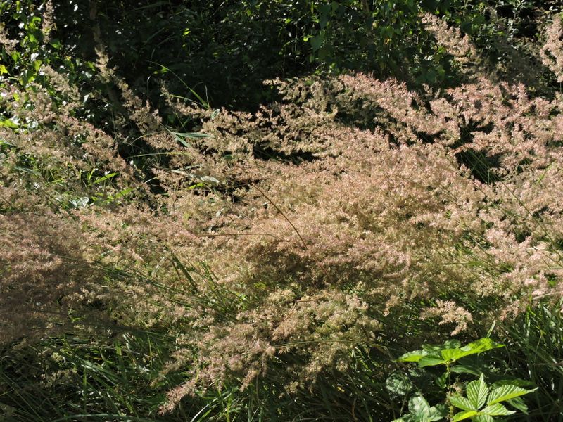 Calamagrostis sp.