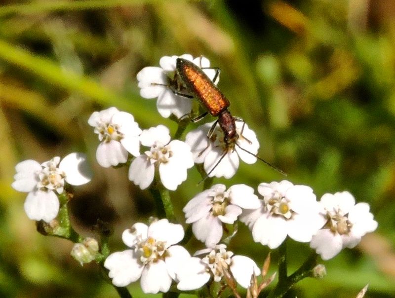 Blombaggar - Oedemeridae