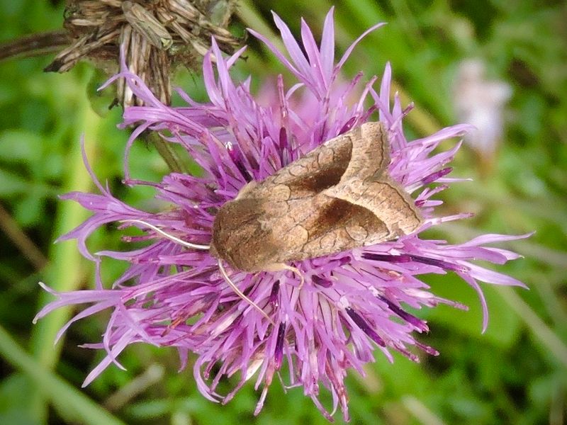 Stamflyn