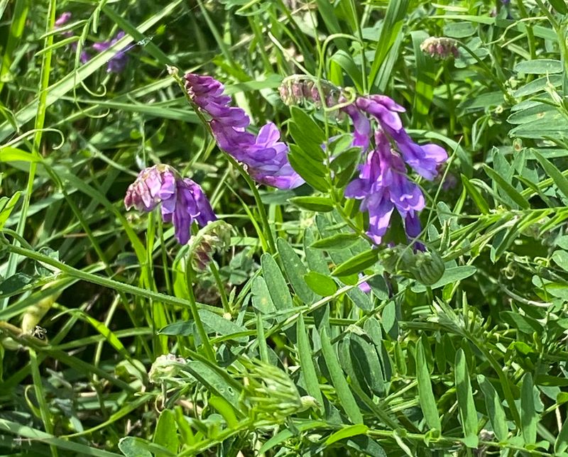 IMG_0788.jpeg