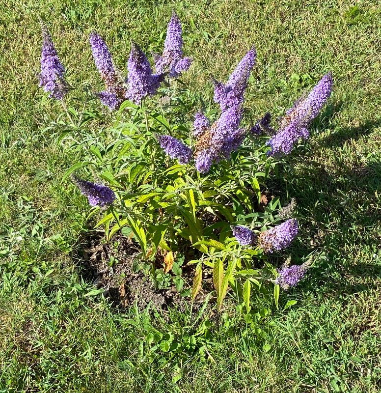 Buddleja,jpeg