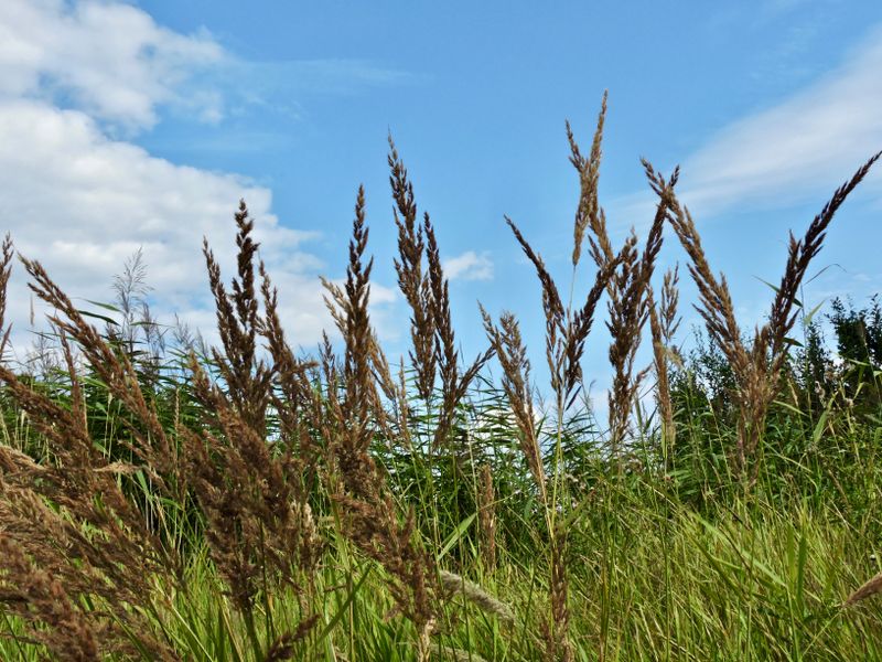 Grasses