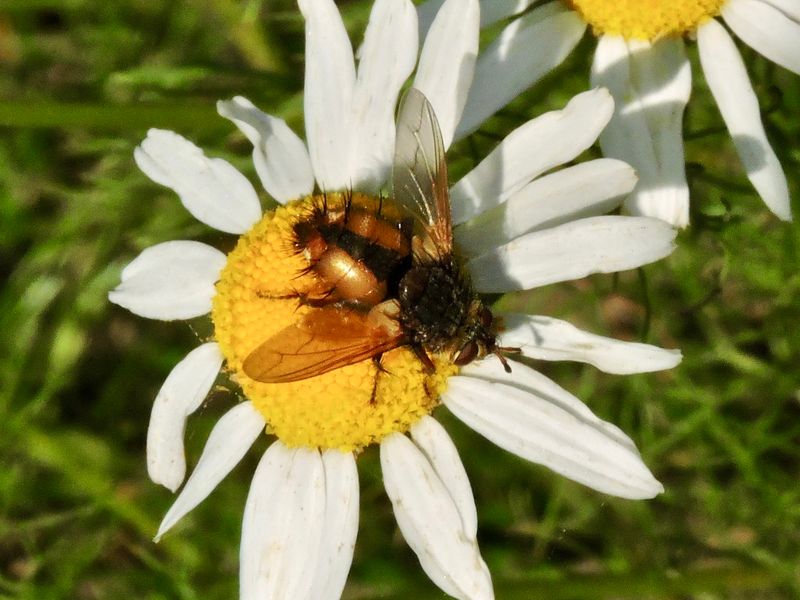 Tachina fera.jpeg