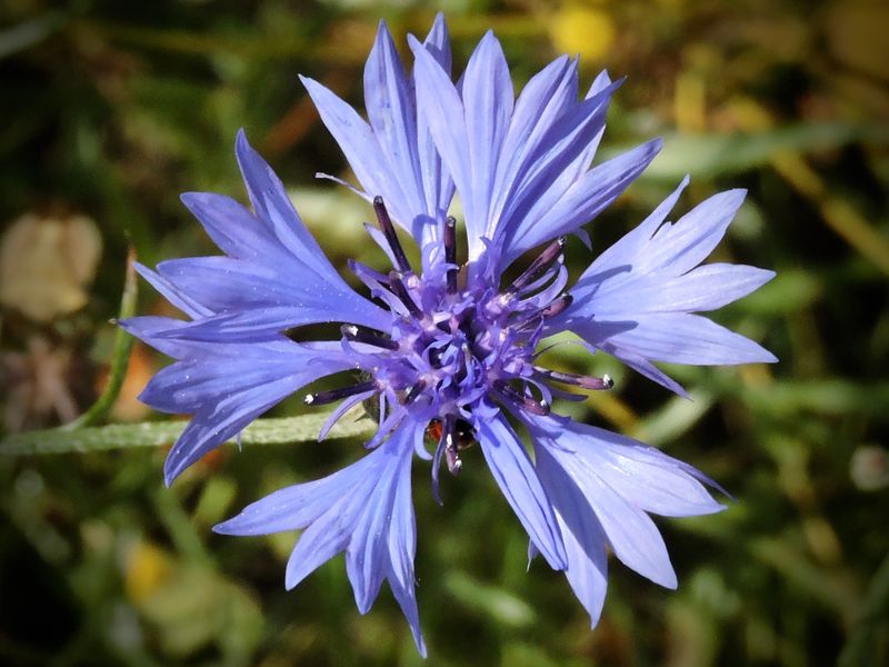 Bl blommor