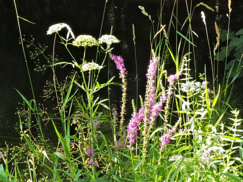 Fackelblomster.jpeg