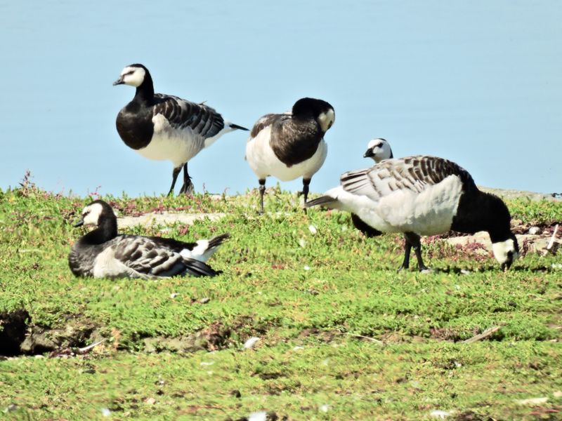 Barnacle Goose