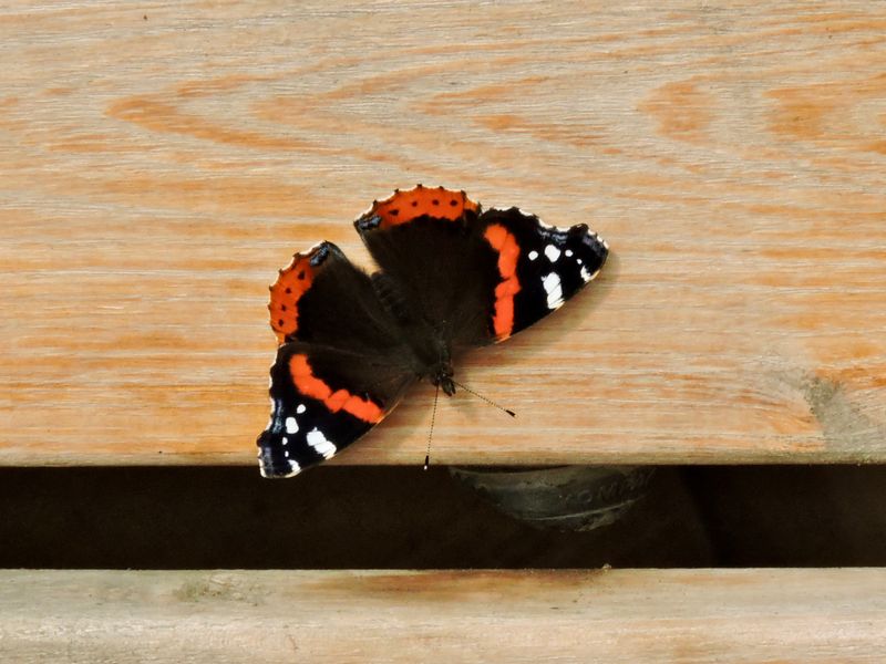 Brush-footed Butterflies