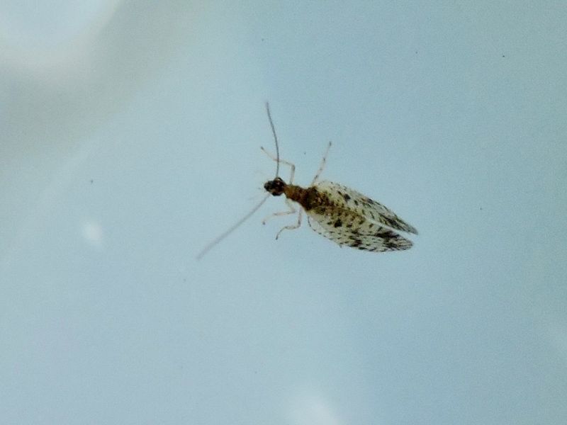 Micromus variegatus.jpeg