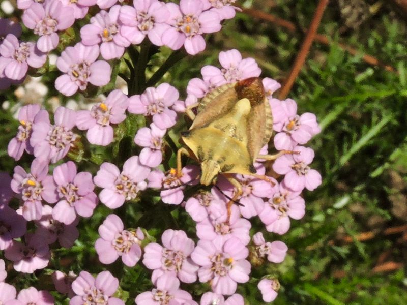 Carpocoris fuscispinus - Bred bärfis.jpeg