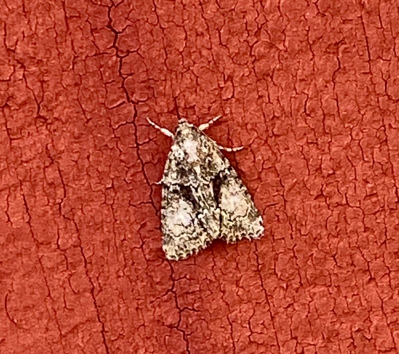 Noctuidae - Nattflyn