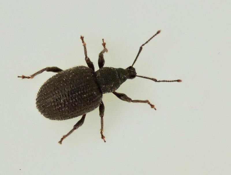 Otiorhynchus