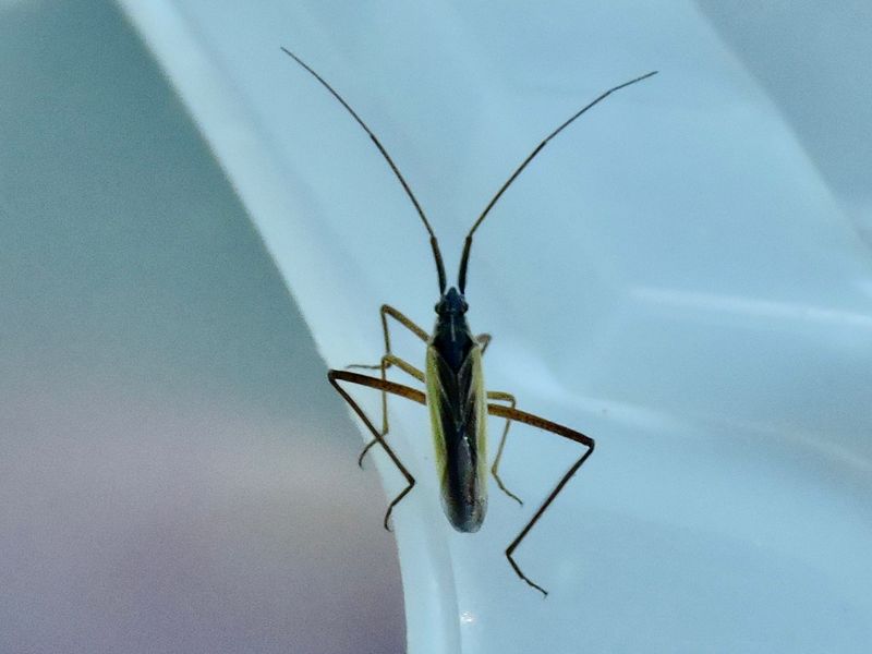 Notostira elongata.jpeg