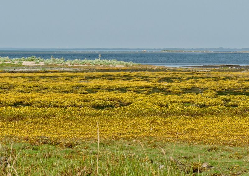 Strandkotula.jpeg