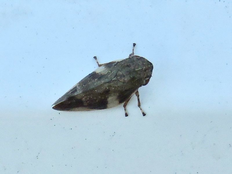 Aphrophora alin.jpeg
