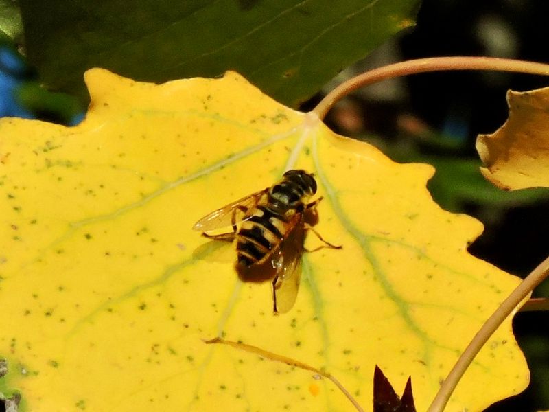 Ddskallefluga - Myathropa florea..jpeg