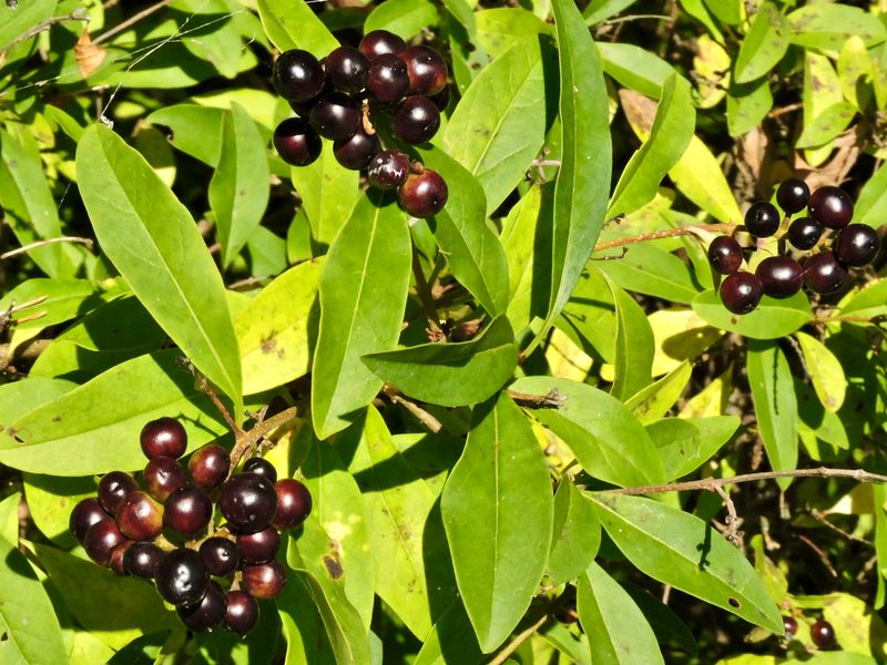 Svartaronia?.jpeg
