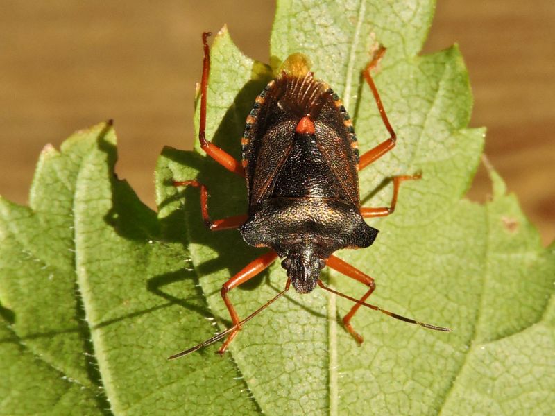 Pentatoma rufipes - Rödbent bärfis..jpeg