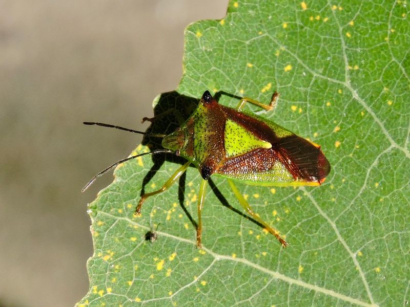Pentatomoidea - Brfisar