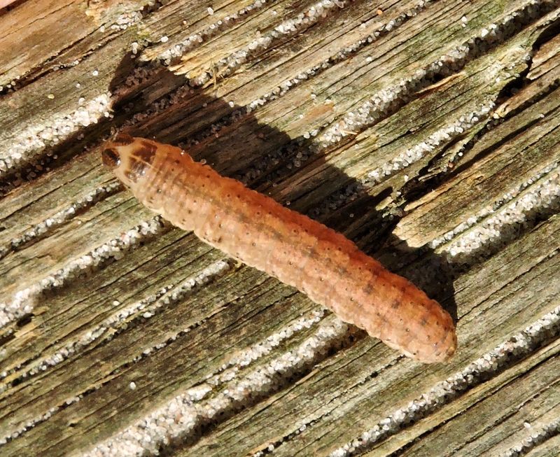 kerjordfly.jpeg