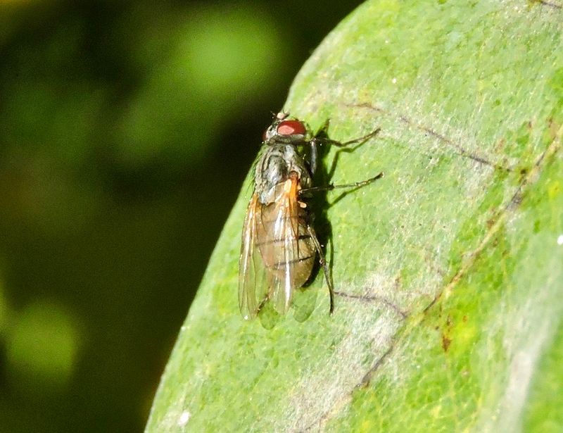Thricops semicinereus..jpeg